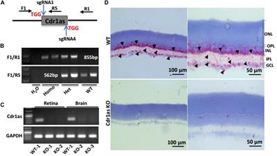 Abundant Neural circRNA Cdr1as Is Not Indispensable for Retina Maintenance